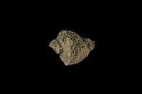 藏品(小皺岩螺)的圖片